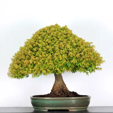 Érable "ACER KIYOHIME" 1-14