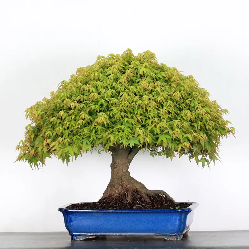 Érable "ACER KIYOHIME" 1-18