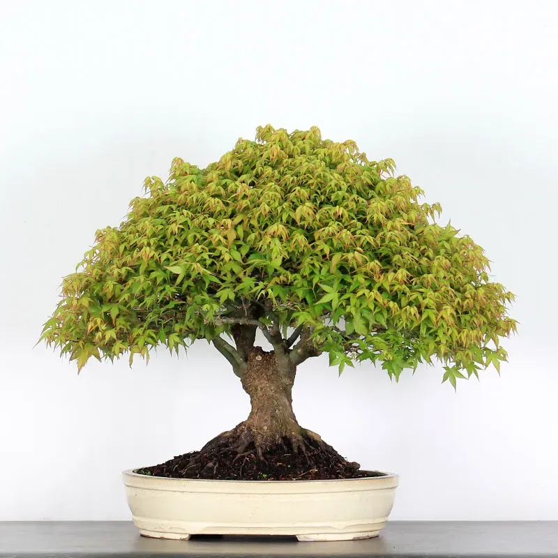 image supplémentaire - Érable "ACER KIYOHIME" 1-19