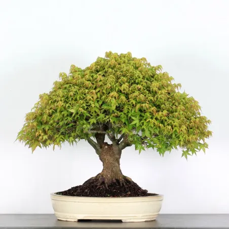 image supplémentaire - Érable "ACER KIYOHIME" 1-19