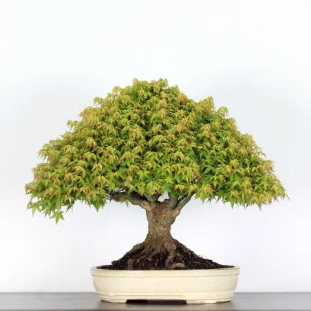 Érable "ACER KIYOHIME" 1-19