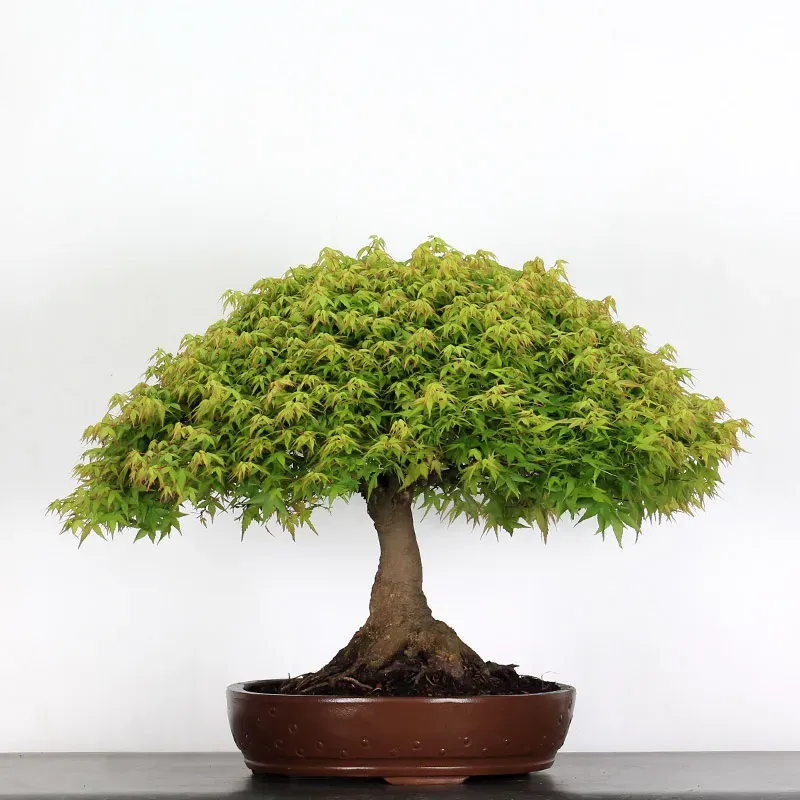 Érable "ACER KIYOHIME" 1-20