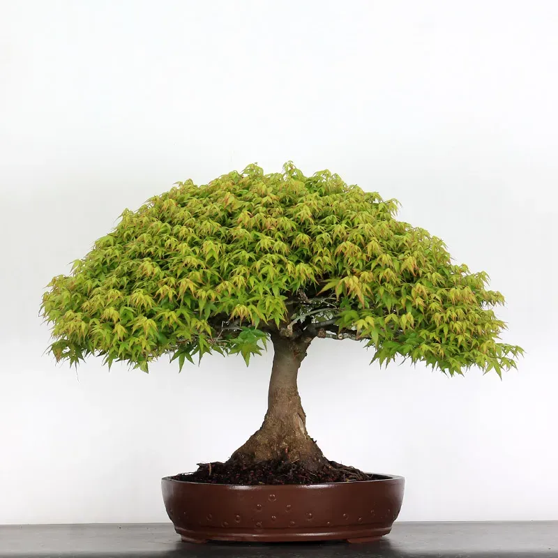 image supplémentaire - Érable "ACER KIYOHIME" 1-20