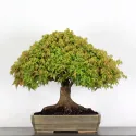 Érable "ACER KIYOHIME" 4-6