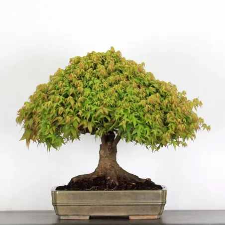 Érable "ACER KIYOHIME" 4-6