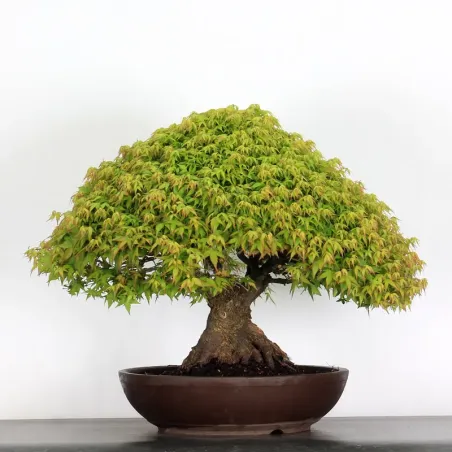 Érable "ACER KIYOHIME" 4-7