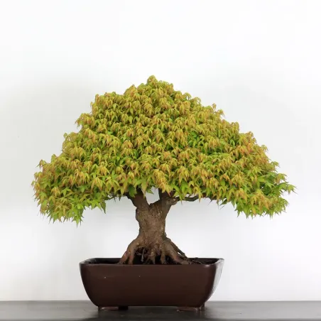 Érable "ACER KIYOHIME" 4-8