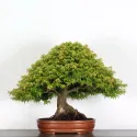 Érable "ACER KIYOHIME" 4-10