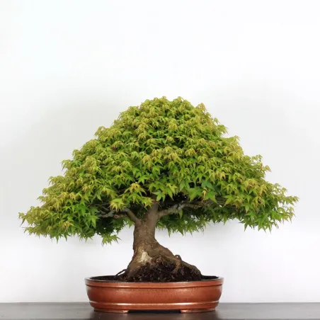 Érable "ACER KIYOHIME" 4-10