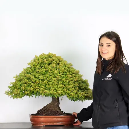 image supplémentaire - Érable "ACER KIYOHIME" 4-10