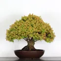 Érable "ACER KIYOHIME" 4-11