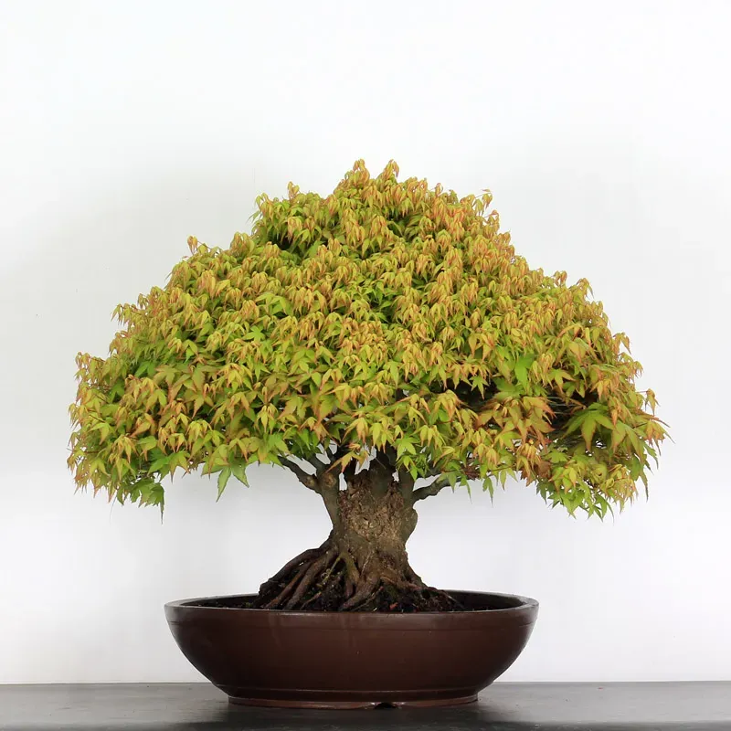 Érable "ACER KIYOHIME" 4-11