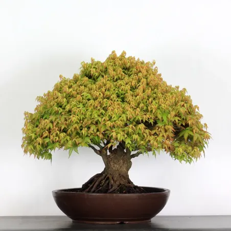 Érable "ACER KIYOHIME" 4-11
