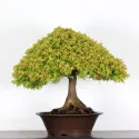 Érable "ACER KIYOHIME" 3-6