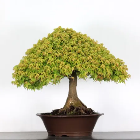 Érable "ACER KIYOHIME" 3-6