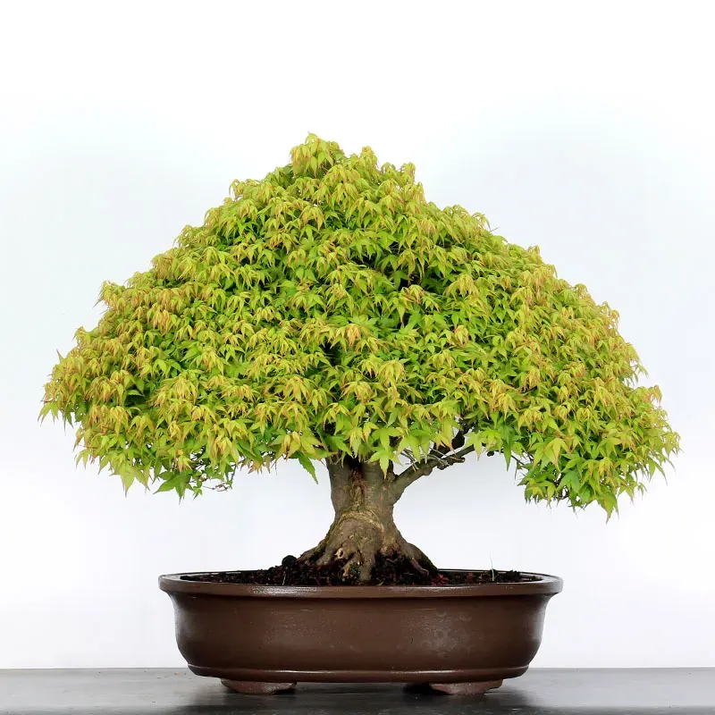 Érable "ACER KIYOHIME" 3-7