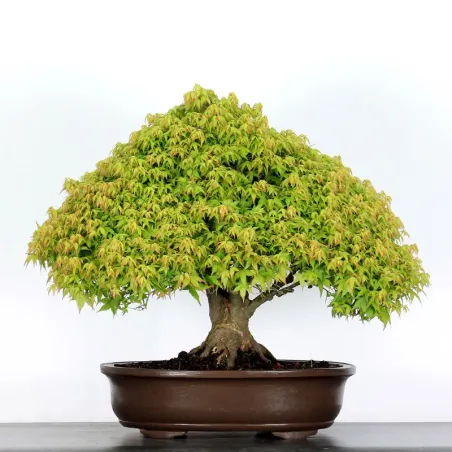 Érable "ACER KIYOHIME" 3-7