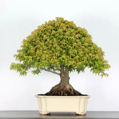 Érable "ACER KIYOHIME" 5-2