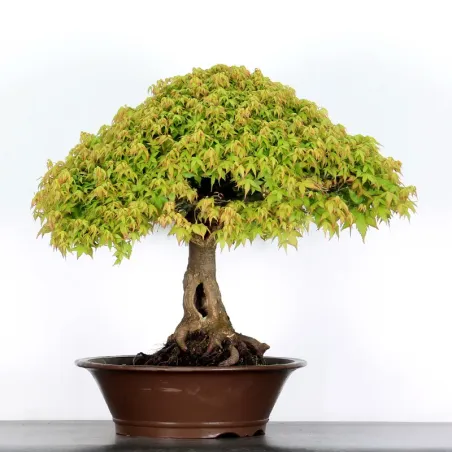 Érable "ACER KIYOHIME" 5-5