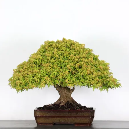 Bonsai Erable Kiyohime AK-4-2