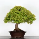 Érable "ACER KIYOHIME" 4-4