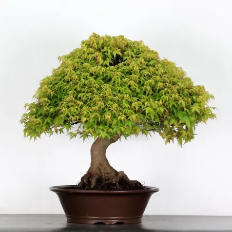 Érable "ACER KIYOHIME" 4-4