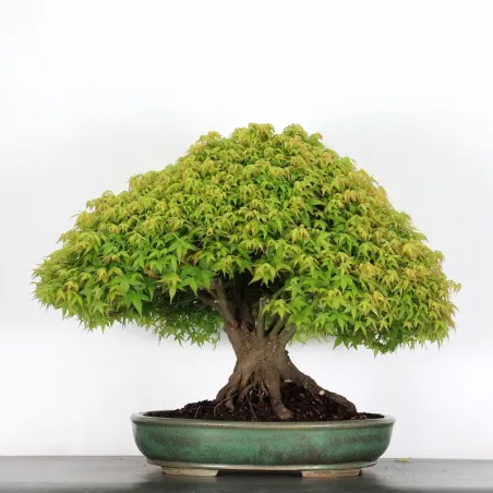 Érable "ACER KIYOHIME" 3-9
