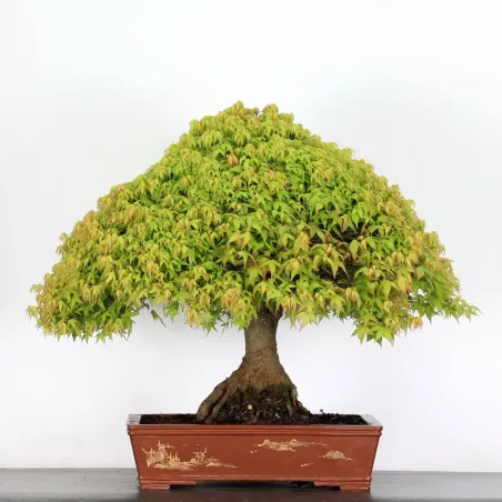 Érable "ACER KIYOHIME" 4-3