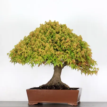 Érable "ACER KIYOHIME" 4-5