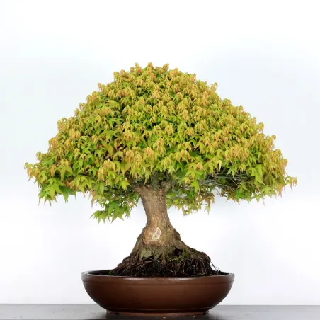 Érable "ACER KIYOHIME" 5-7