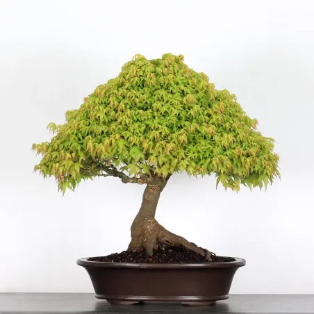 image supplémentaire - Érable "ACER KIYOHIME" 5-6