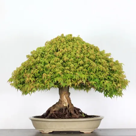 Érable "ACER KIYOHIME" 2-3