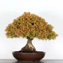 Érable "ACER KIYOHIME" 2-4