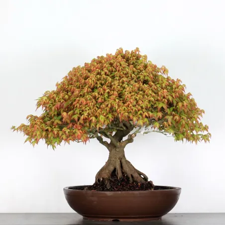 image supplémentaire - Érable "ACER KIYOHIME" 2-4