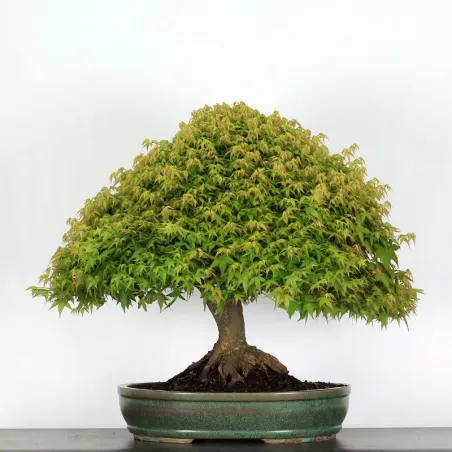 Érable "ACER KIYOHIME" 2-13