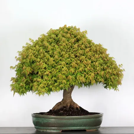 image supplémentaire - Érable "ACER KIYOHIME" 2-13