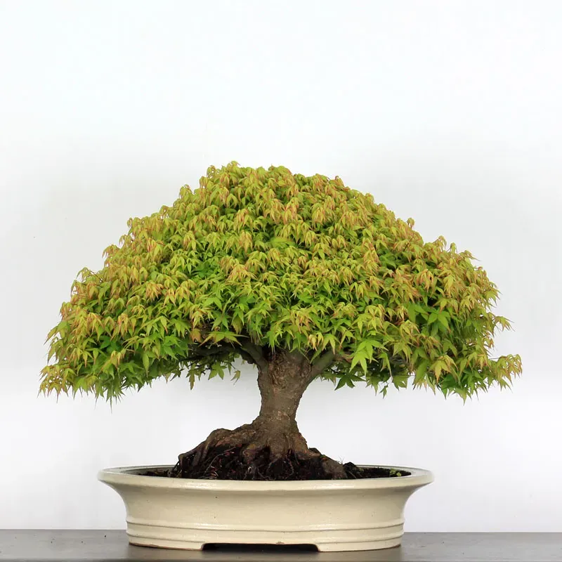 Érable "ACER KIYOHIME" 2-14