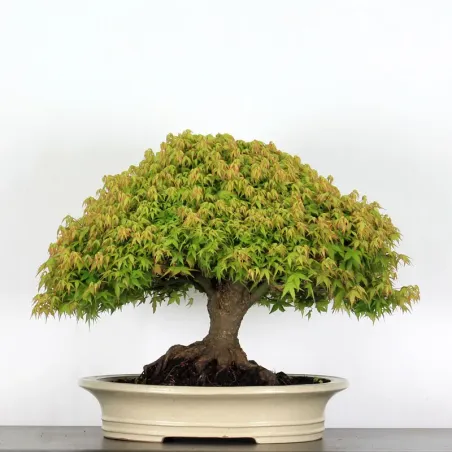 Érable "ACER KIYOHIME" 2-14