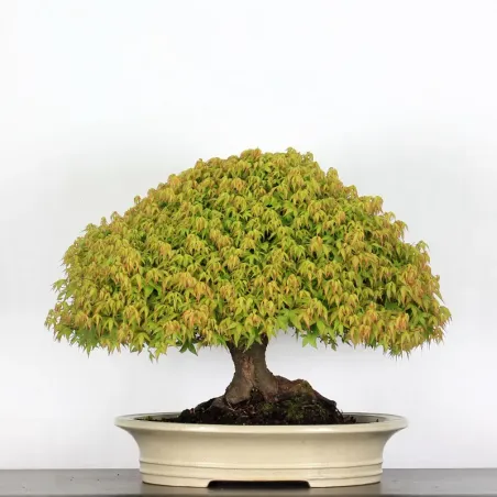 image supplémentaire - Érable "ACER KIYOHIME" 2-14