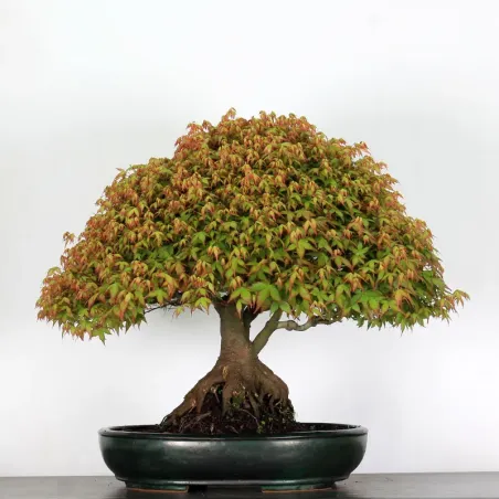 image supplémentaire - Érable "ACER KIYOHIME" 2-8
