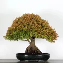 Érable "ACER KIYOHIME" 2-8