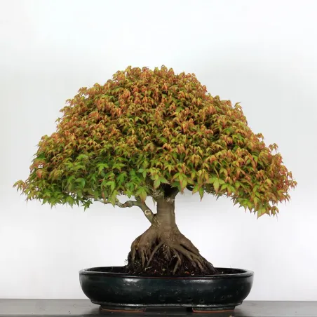 Érable "ACER KIYOHIME" 2-8