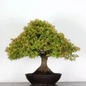 Érable "ACER KIYOHIME" 2-12