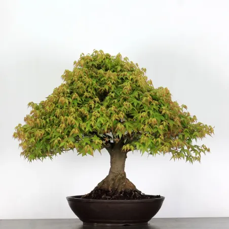 Érable "ACER KIYOHIME" 2-12