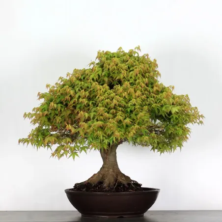 image supplémentaire - Érable "ACER KIYOHIME" 2-12
