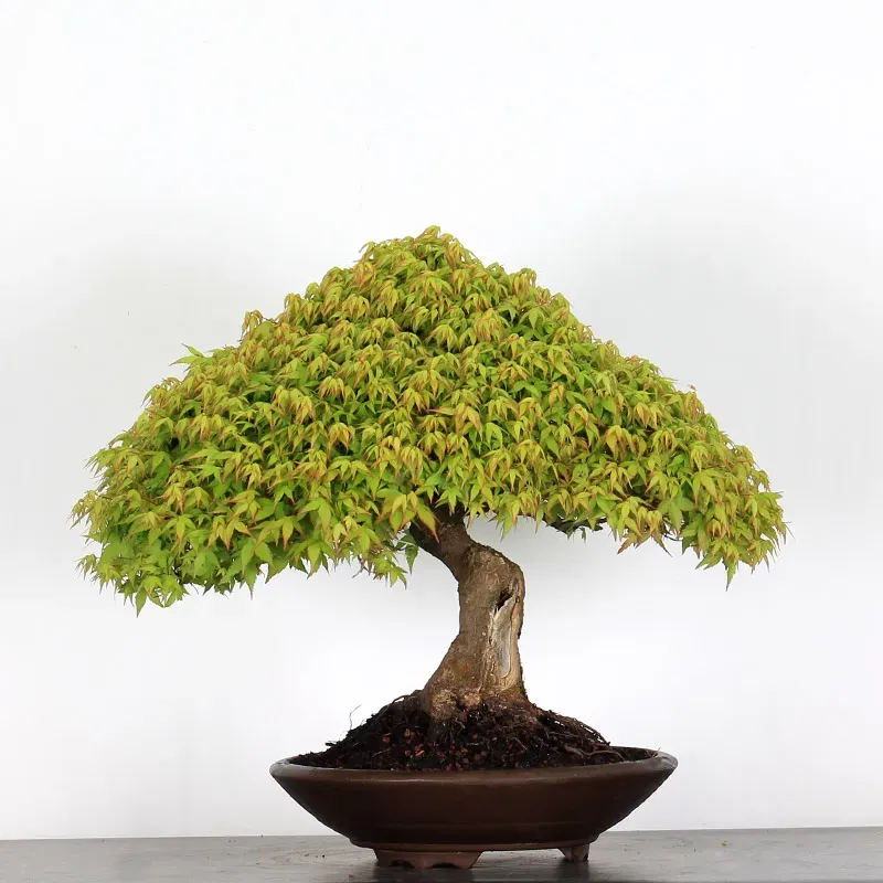 Érable "ACER KIYOHIME" 2-9