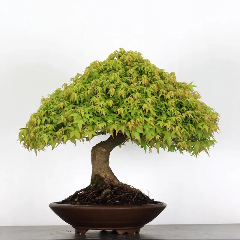 image supplémentaire - Érable "ACER KIYOHIME" 2-9
