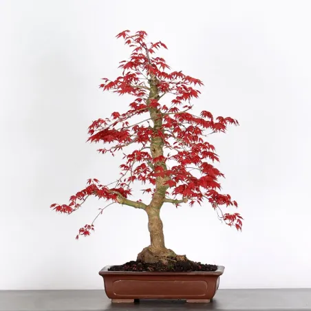 Bonsai Acer Deshojo AD-1-4