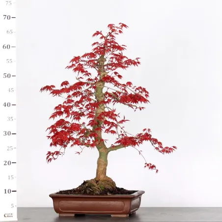 image supplémentaire - ÉRABLE "ACER DESHOJO" 1-4