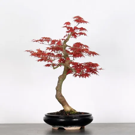 image supplémentaire - ÉRABLE "ACER DESHOJO" 1-8